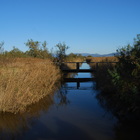 visita-aiguamolls-de-l-emporda--1-.jpg