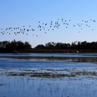 visita-aiguamolls-de-l-emporda--2-.jpg