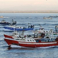 Visita guiada al puerto pesquero y a la subasta de pescado