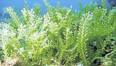 CAULERPA CYLINDRACEA HA LLEGADO AL PARC NATURAL DE CAP DE CREUS!