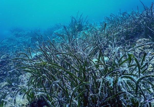 Nou Reial decret 191/2026 per protegir la posidònia al Mediterrani