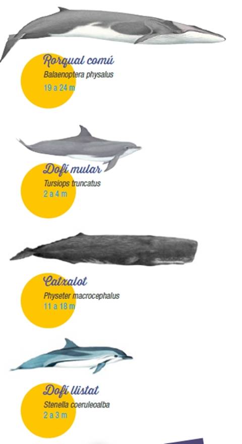 Sabies que el Cap de Creus és una zona de dofins i balenes?