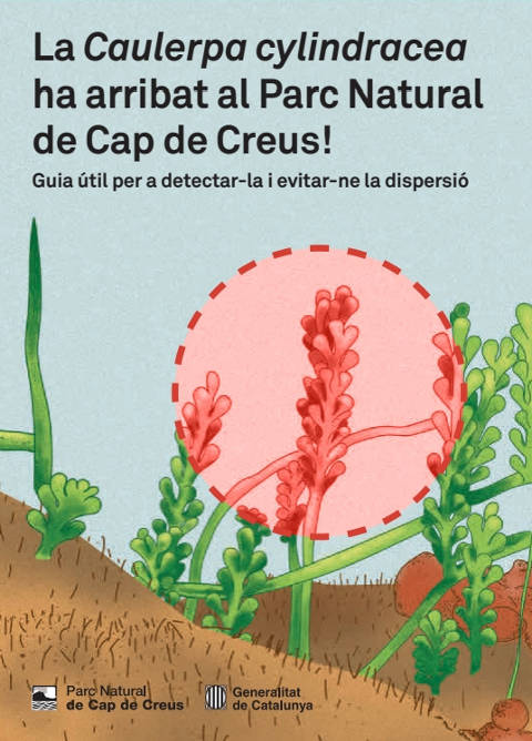 ¡La Caulerpa cylindracea ha llegado al Parque Natural de Cap de Creus!