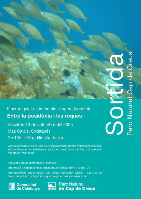 Entre la posidonie et les rochers