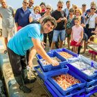 Guided tour of the Roses fishing port